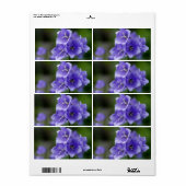 Étiquette Belle Campanula Bellflower (Feuille entière)
