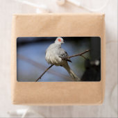 Étiquette Belle douceur Diamond Dove (En situation)