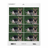 Étiquette Berger allemand (Feuille entière)