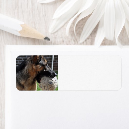 Étiquette berger allemand avec jouet (En situation)