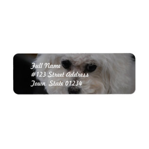 Étiquette Bichon doux Frise