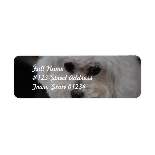 Étiquette Bichon Frise (Devant)