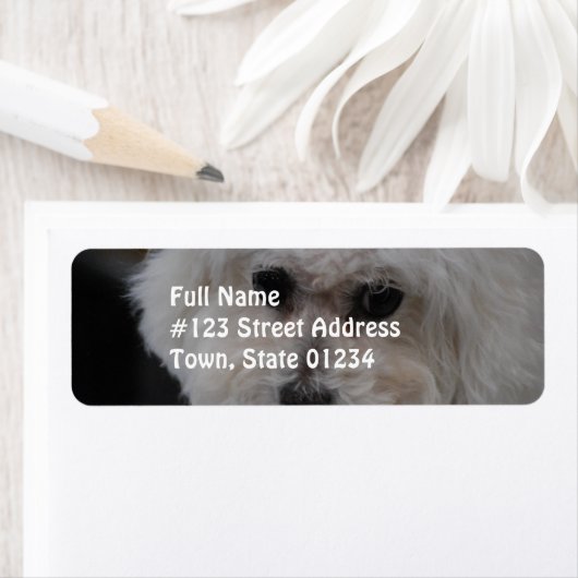 Étiquette Bichon Frise (En situation)