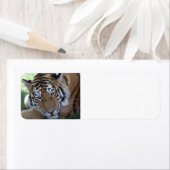 Étiquette BIG CATS DES ANIMAUX Sauvages (En situation)