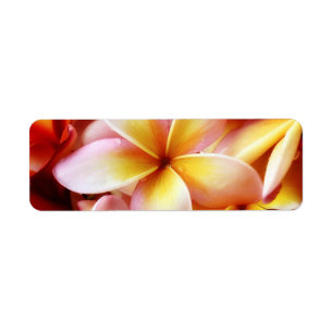 Étiquette Blanc customisé par fleur d'Hawaï de Frangipani