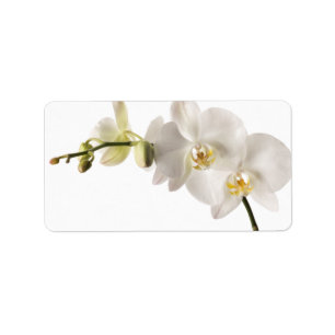 Étiquette Blanc floral de Dendrobium d'orchidée de jet blan