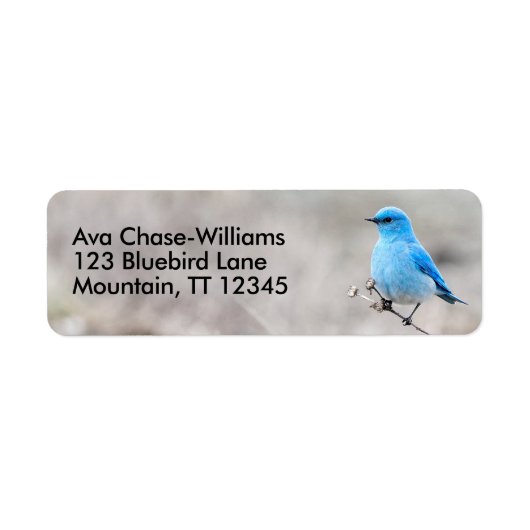 Étiquette Bleu des Rocheuses sur Tansy (Devant)