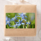 Étiquette Bleu mignon fleurs Scilla (En situation)