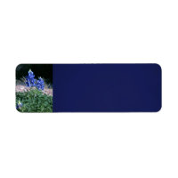 Bluebonnets Sandbar