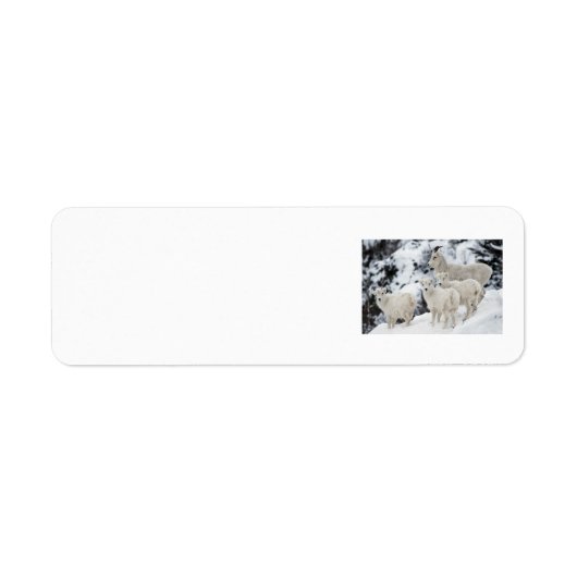 Étiquette Bonne famille de moutons (Devant)