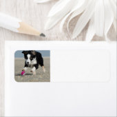 Étiquette bordé collie chiot courant sur la plage avec jouet (En situation)