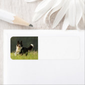 Étiquette border collie p9 (En situation)