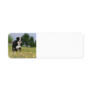 Étiquette border collie plein 3.png