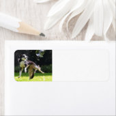 Étiquette border collie with soap bubble (En situation)