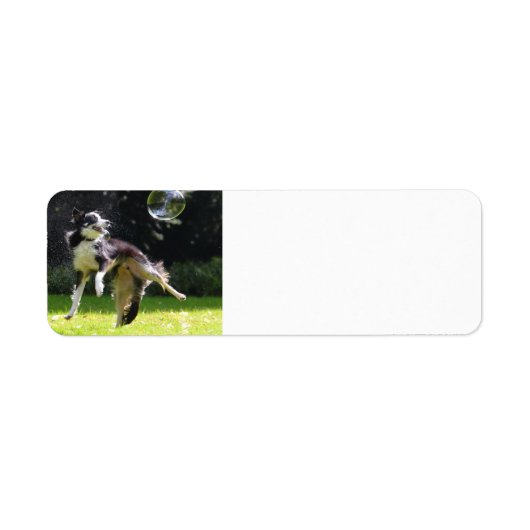 Étiquette border collie with soap bubble (Devant)