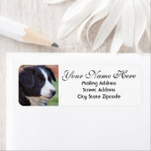 Étiquette Bordure Collie Adresse de retour (En situation)