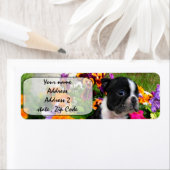 Étiquette Boston Terrier (En situation)