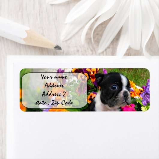 Étiquette Boston Terrier (En situation)