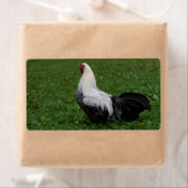 Étiquette Brakel Hahn (En situation)