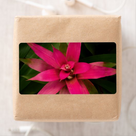 Étiquette Bromeliade en fleur (En situation)