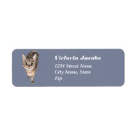 Brown Américain Shorthair Kitty