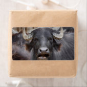 Étiquette Bubalus bubalis (En situation)