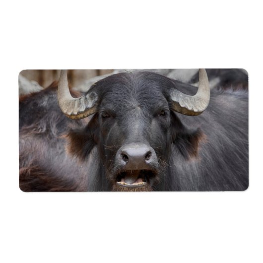 Étiquette Bubalus bubalis (Devant)