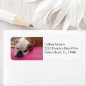 Étiquette Bulldog anglais (En situation)