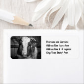 Étiquette Calf de taureau laitier Young Holstein en noir et (En situation)