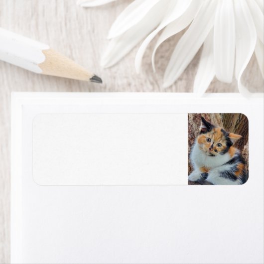 Étiquette Calico kitten (En situation)