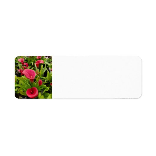 Étiquette Calla Lily (Devant)