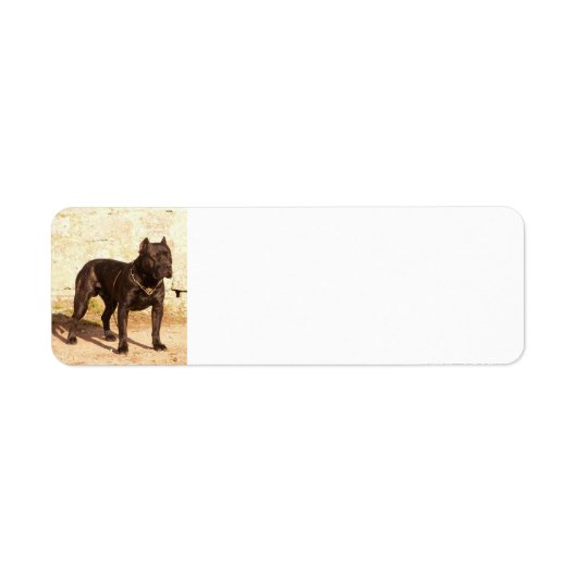 Étiquette canerio de perro de pressa complètement (Devant)