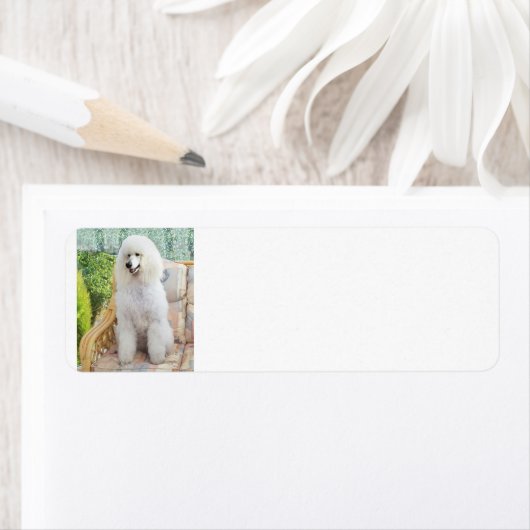 Étiquette Caniche blanc standard (En situation)