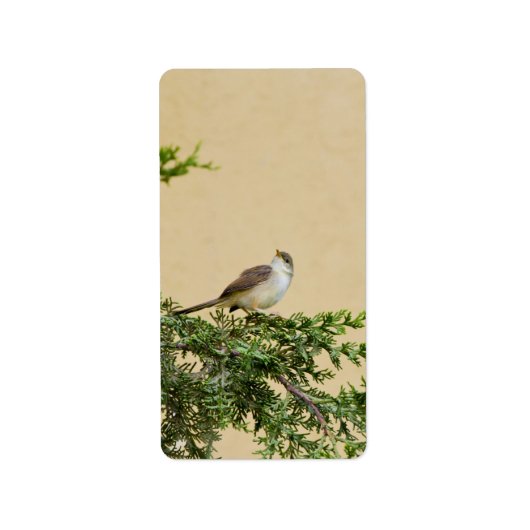 Étiquette Carte postale Sparrow (Devant)
