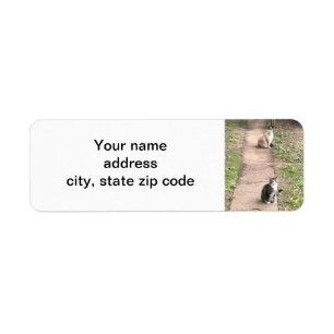 Étiquette Cat