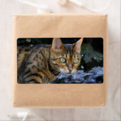 Étiquette Cat du Bengale (En situation)