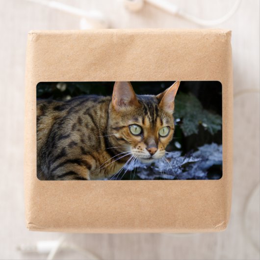 Étiquette Cat du Bengale (En situation)