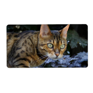 Étiquette Cat du Bengale