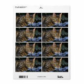 Étiquette Cat du Bengale (Feuille entière)