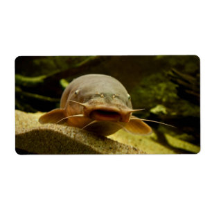 Étiquette Catfish