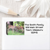 Étiquette Cerf (En situation)