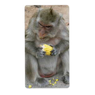 Étiquette C'est à moi ! ! ... Singe Macaque thaïlandais sauv