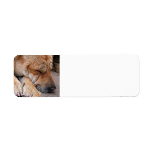 Étiquette char pei dormir.png (Devant)