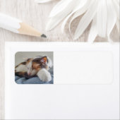 Étiquette Chat Calico endormi (En situation)
