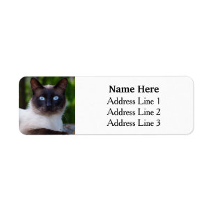 Étiquette Chat de Siamese avec les yeux bleus Adresse de ret