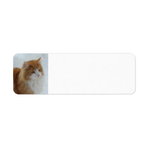 Étiquette Chat des Forêts Norvégiennes