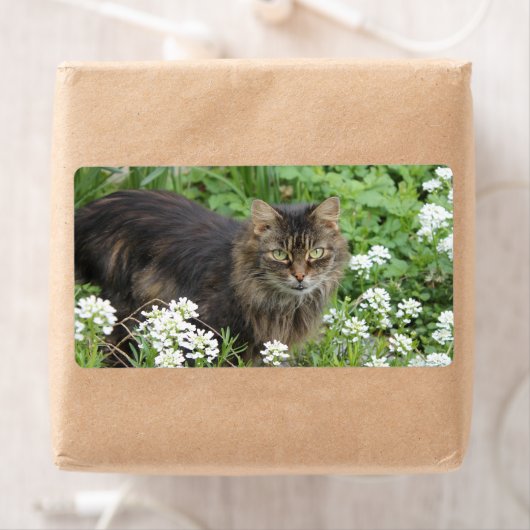 Étiquette Chat domestique à longue aile (En situation)