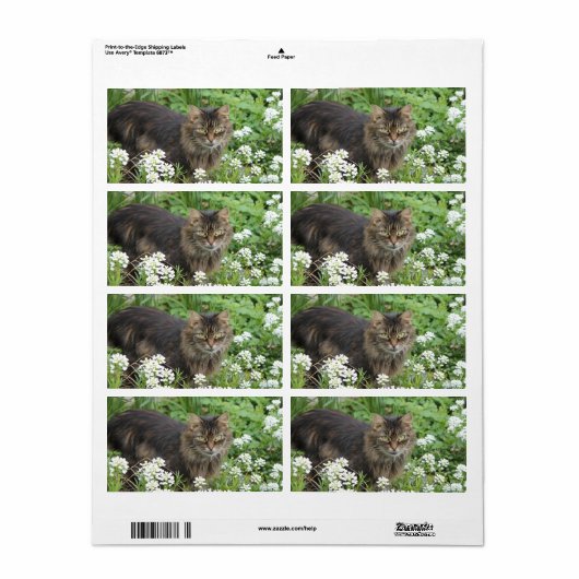 Étiquette Chat domestique à longue aile (Feuille entière)