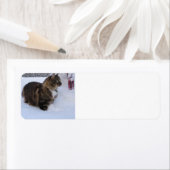 Étiquette chat forestier norvégien dans la neige (En situation)