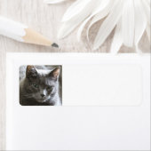 Étiquette Chat gris (En situation)